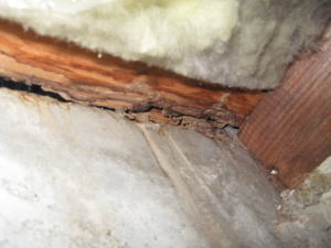 洗面所の床下、お風呂からの水漏れとシロアリ被害