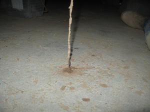 左の空中蟻道の下部、蟻道の構築材料は土です。コンクリートに穴をあけ、土を運び積み上げた。