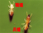 ヤマトシロアリの職蟻と兵蟻